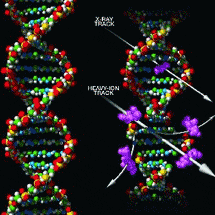 Молекула ДНК разрушается тяжёлыми ионами гораздо сильнее, чем рентгеном или гамма-лучами